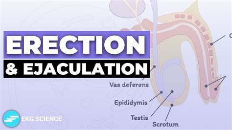 huge cock video|Penis: Anatomy, Picture, Erection, and Ejaculation